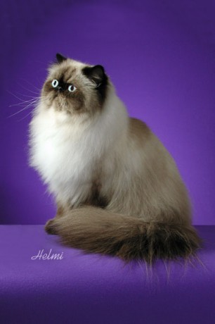 persian-cat