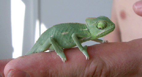 chameleon-jemensky