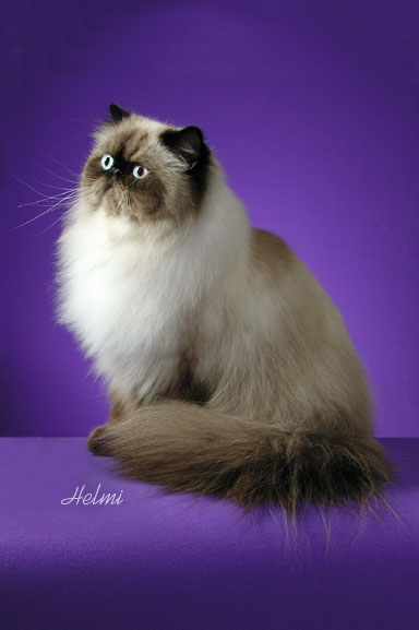 persian-cat